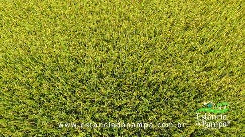 DOS EÓLICOS VIRA P FAZENDA_Moment.00_02_32_12.Quadro062_7f64b9859ee294e19d7f7c288aeacb7c48958c4a.png